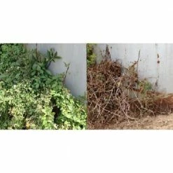 Various Brands RM43 Glyphosate Total Vegetation Control, 1 Gallon Jug - 76500N - Herbicides -US Garden Supplies Sales 2024 05fffc3fac269a303e7c8ab7e2f17256281f9fb6 31104002 8