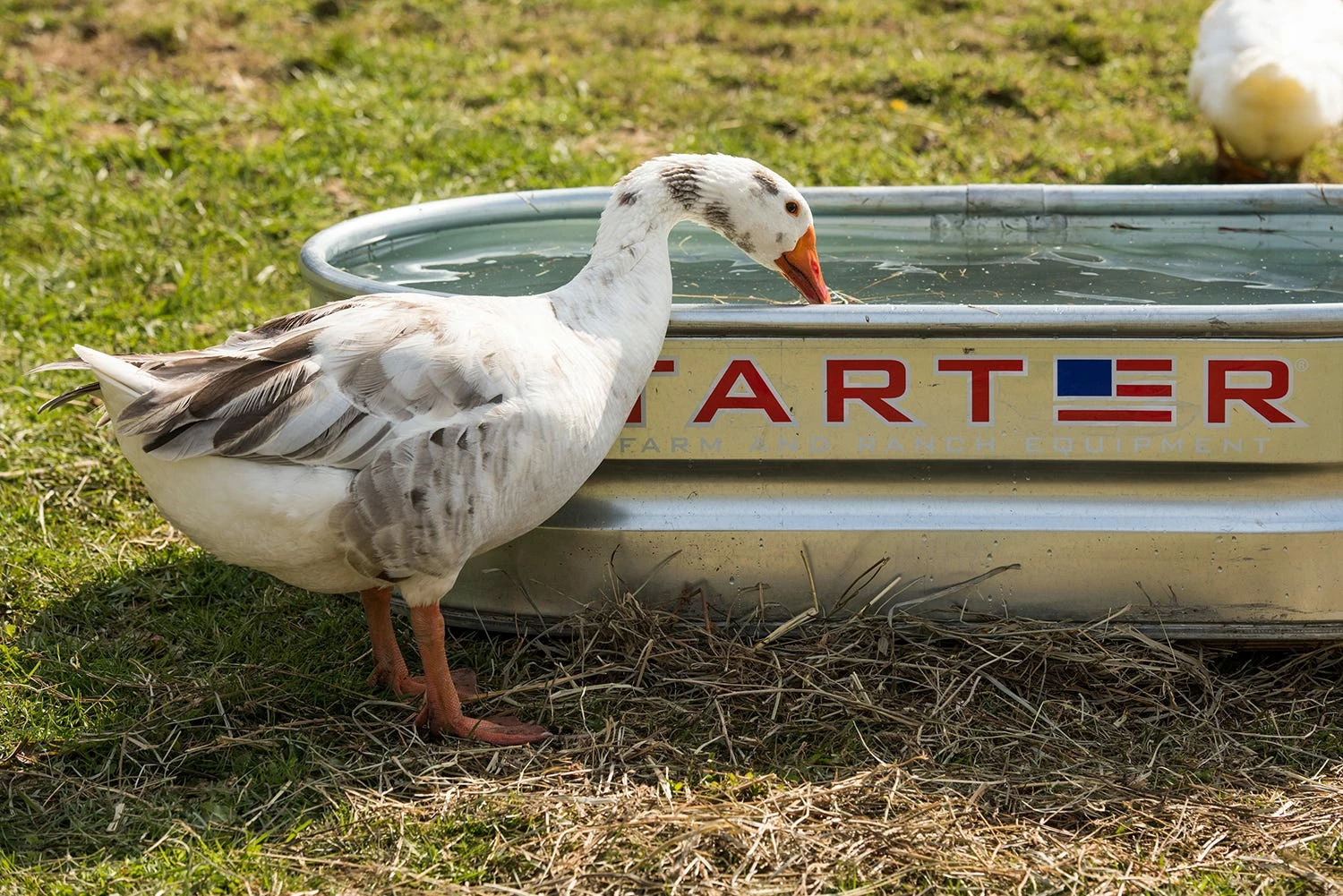 Tarter Oval Galvanized Stock Tank 2'x 1' x 4' - WT214 - Coolers 4 Tarter Oval Galvanized Stock Tank 2'x 1' x 4' - WT214 - Coolers - Image 2